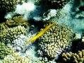 Long yellow trumpet fish